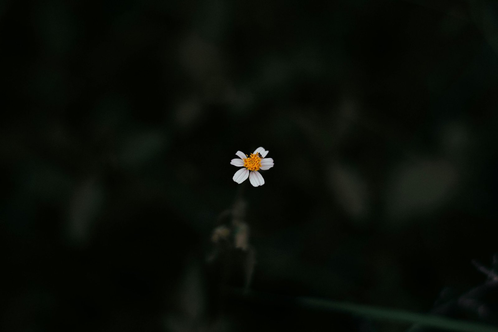 camomile flower in dark background